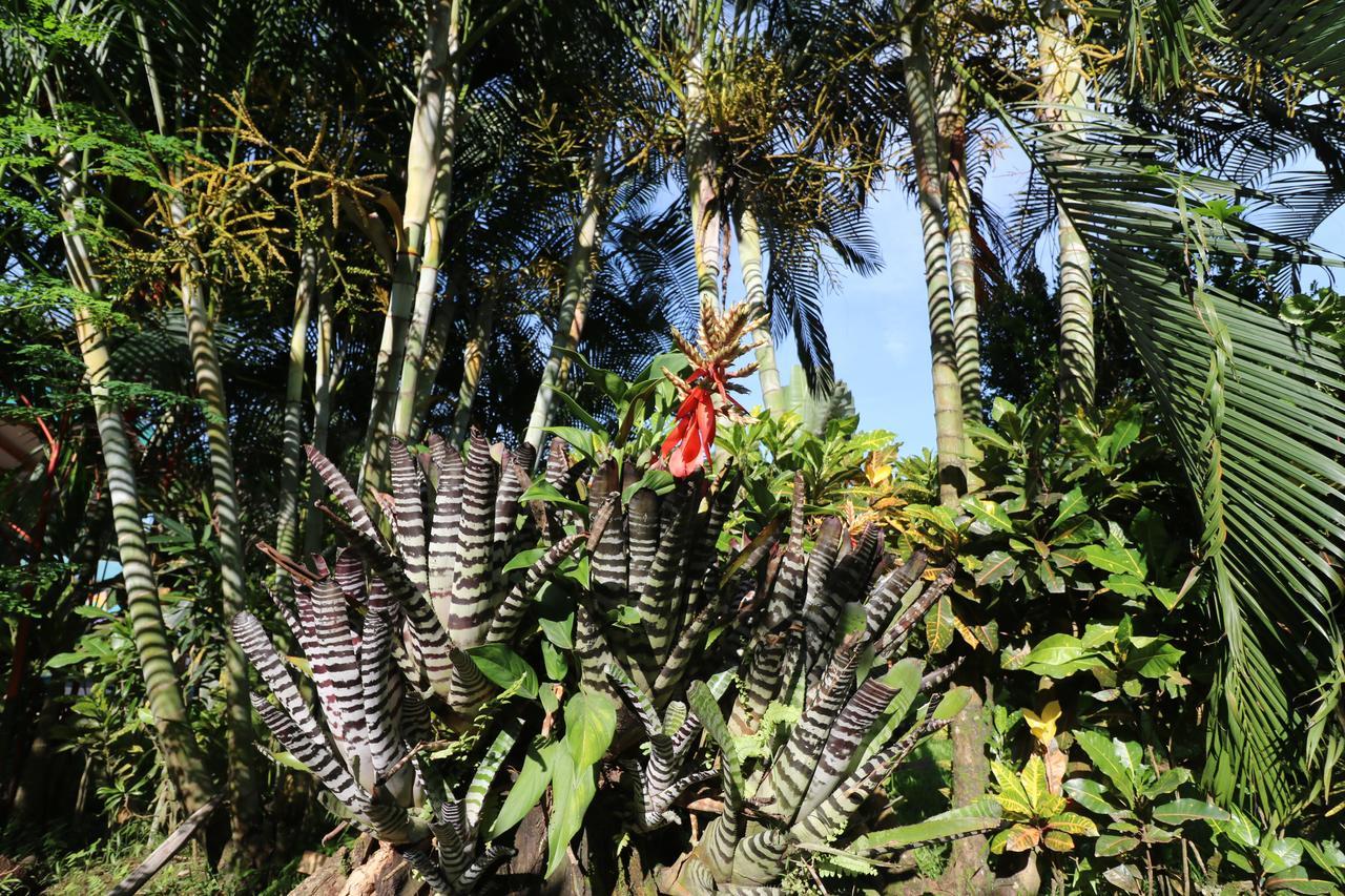 カウイータ New Caribe Pointヴィラ エクステリア 写真